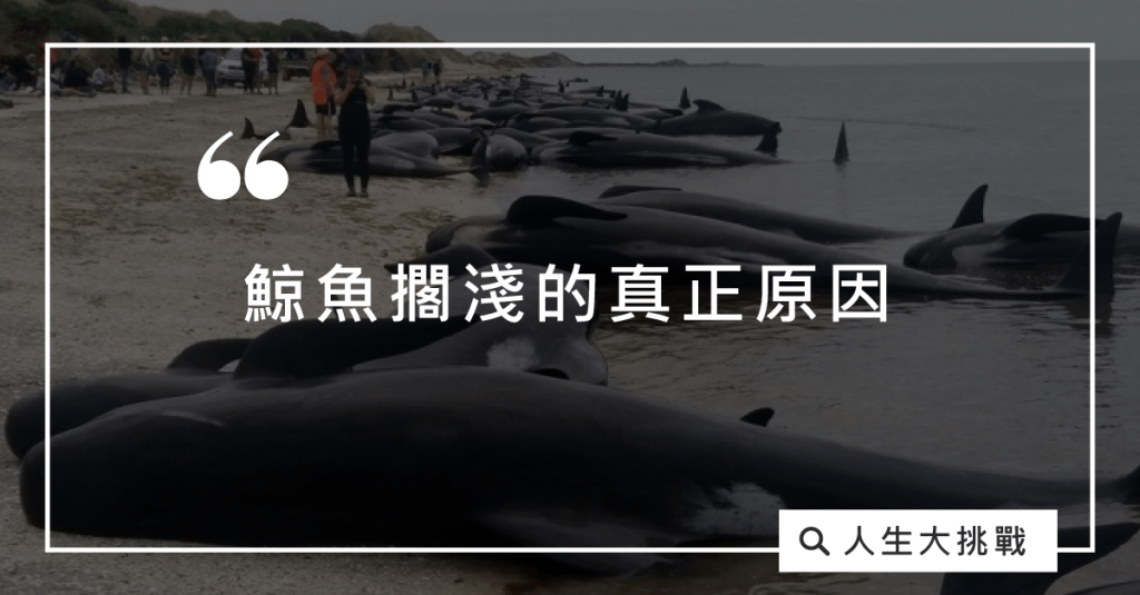 鯨魚擱淺的真正原因：人生大挑戰